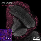 Fluorescence confocal microscopy image of the optic lobe of a Drosophila line with pan-neuronal expression of 1M-QtFLAG-NLS harboring an NLS. DSHB nc82-anti-Bruchpilot, grey. PMID: 37069313, Fig. 4C